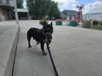 Lilly , a female French Bulldog for sale in Harlan, IN – 3 of 5