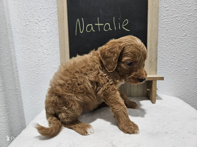 Natalie  – Goldendoodle puppy for sale in Harlan, IN