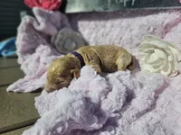 Nora, a female Goldendoodle for sale in Harlan, IN – 3 of 8