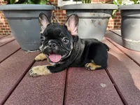 Liam , a male French Bulldog for sale in Harlan, IN – 5 of 7