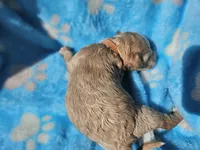 Nick, a male Goldendoodle for sale in Harlan, IN – 3 of 5