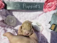 Nora, a female Goldendoodle for sale in Harlan, IN – 2 of 8