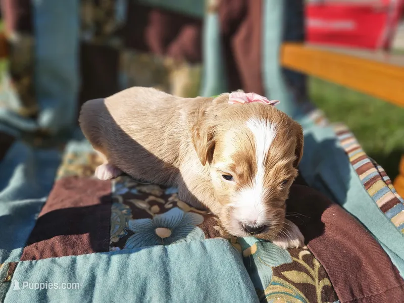 Nova – Goldendoodle puppy for sale in Harlan, IN