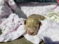 Nora, a female Goldendoodle for sale in Harlan, IN – 1 of 8