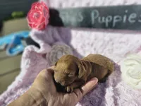 Nova, a female Goldendoodle for sale in Harlan, IN – 2 of 6