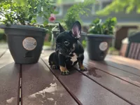 Lacy, a female French Bulldog for sale in Harlan, IN – 1 of 5