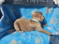 Nolan , a male Goldendoodle for sale in Harlan, IN – 3 of 5