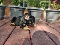 Lacy, a female French Bulldog for sale in Harlan, IN – 3 of 5