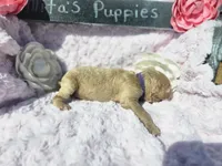 Nora, a female Goldendoodle for sale in Harlan, IN – 7 of 8