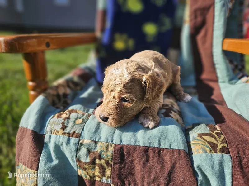 Niles – Goldendoodle puppy for sale in Harlan, IN
