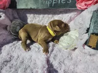 Natalie , a female Goldendoodle for sale in Harlan, IN – 4 of 5