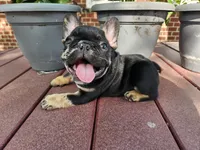 Liam , a male French Bulldog for sale in Harlan, IN – 3 of 7
