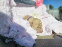 Nora, a female Goldendoodle for sale in Harlan, IN – 4 of 8