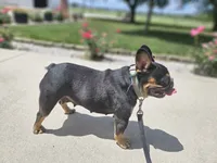 Lilly , a female French Bulldog for sale in Harlan, IN – 5 of 5