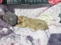 Nayvee , a female Goldendoodle for sale in Harlan, IN – 8 of 10