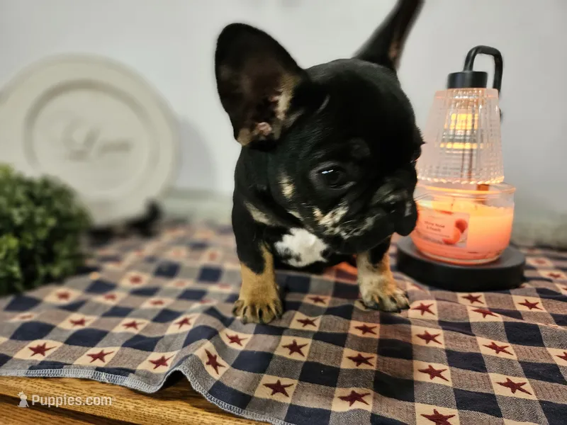 Liam  – French Bulldog puppy for sale in Harlan, IN