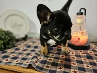 Liam , a male French Bulldog for sale in Harlan, IN – 1 of 10
