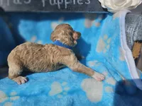 Niles, a male Goldendoodle for sale in Harlan, IN – 2 of 5