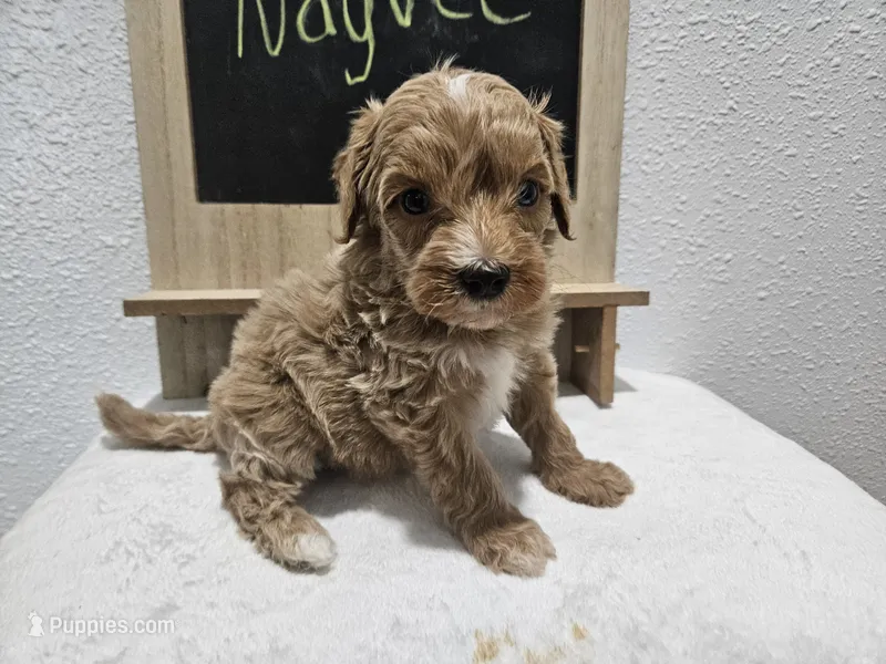Nayvee  – Goldendoodle puppy for sale in Harlan, IN