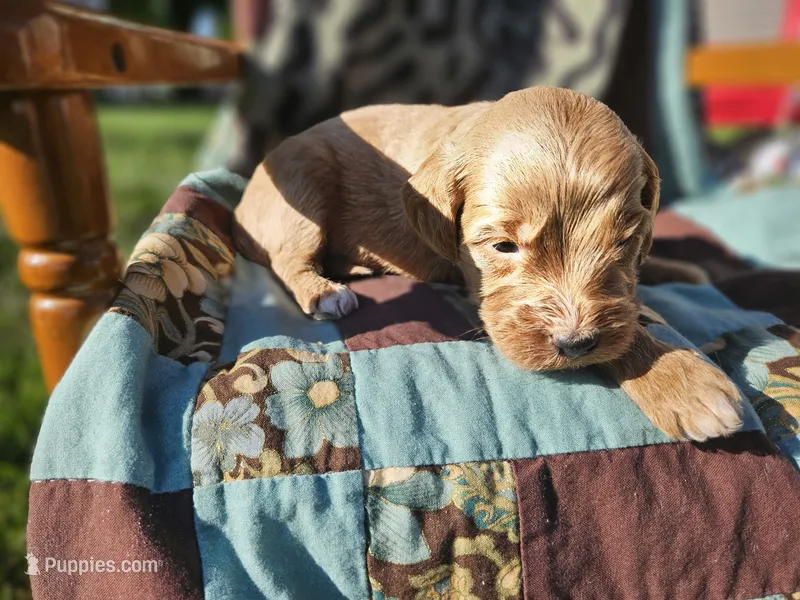 Nick – Goldendoodle puppy for sale in Harlan, IN
