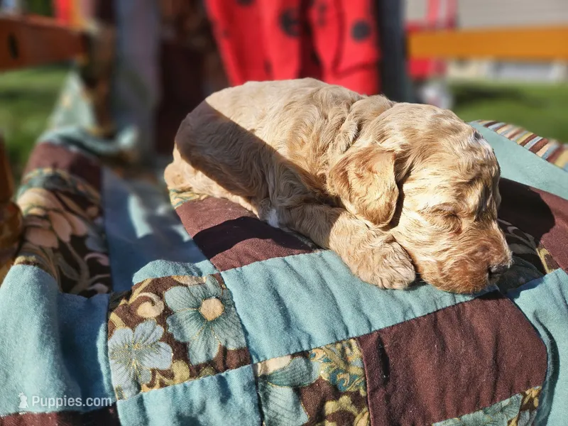 Nolan  – Goldendoodle puppy for sale in Harlan, IN