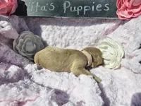 Nayvee , a female Goldendoodle for sale in Harlan, IN – 7 of 10