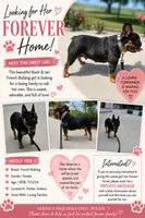 Lilly , a female French Bulldog for sale in Harlan, IN – 1 of 5