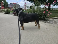 Lilly , a female French Bulldog for sale in Harlan, IN – 2 of 5
