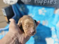 Nolan , a male Goldendoodle for sale in Harlan, IN – 2 of 5