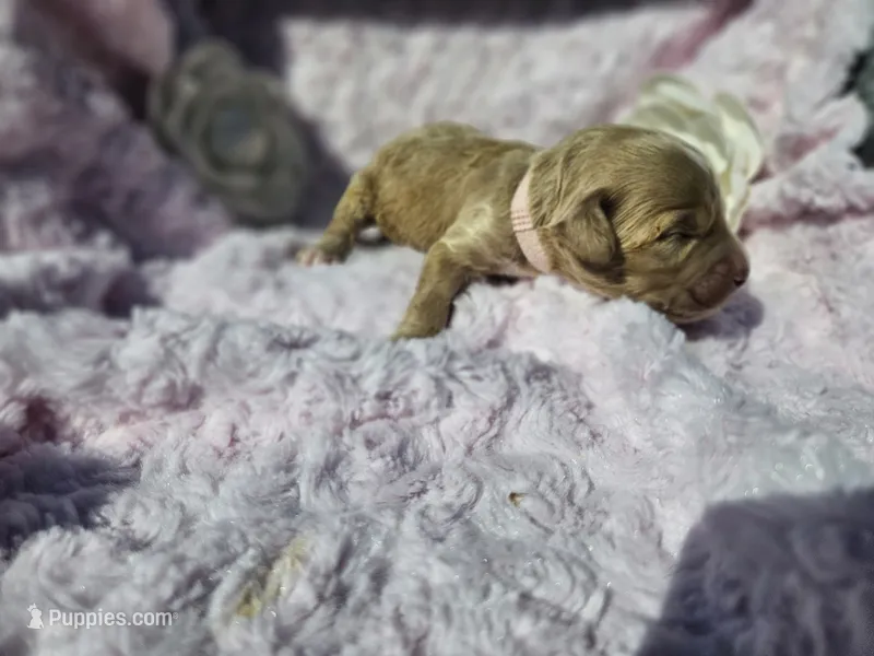 Nayvee  – Goldendoodle puppy for sale in Harlan, IN