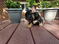 Liam , a male French Bulldog for sale in Harlan, IN – 6 of 7