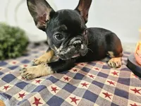 Liam , a male French Bulldog for sale in Harlan, IN – 9 of 10