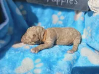 Nick, a male Goldendoodle for sale in Harlan, IN – 4 of 5