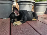 Liam , a male French Bulldog for sale in Harlan, IN – 2 of 7