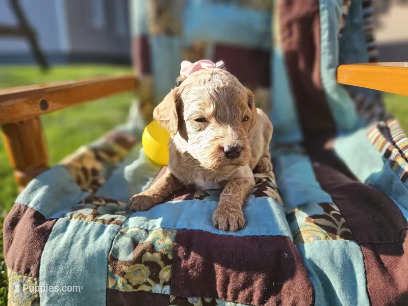 Nora – Goldendoodle puppy for sale in Harlan, IN