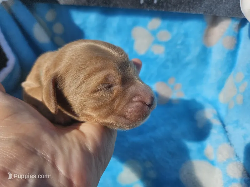 Nolan  – Goldendoodle puppy for sale in Harlan, IN