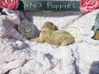 Nayvee , a female Goldendoodle for sale in Harlan, IN – 10 of 10