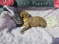 Natalie , a female Goldendoodle for sale in Harlan, IN – 3 of 5