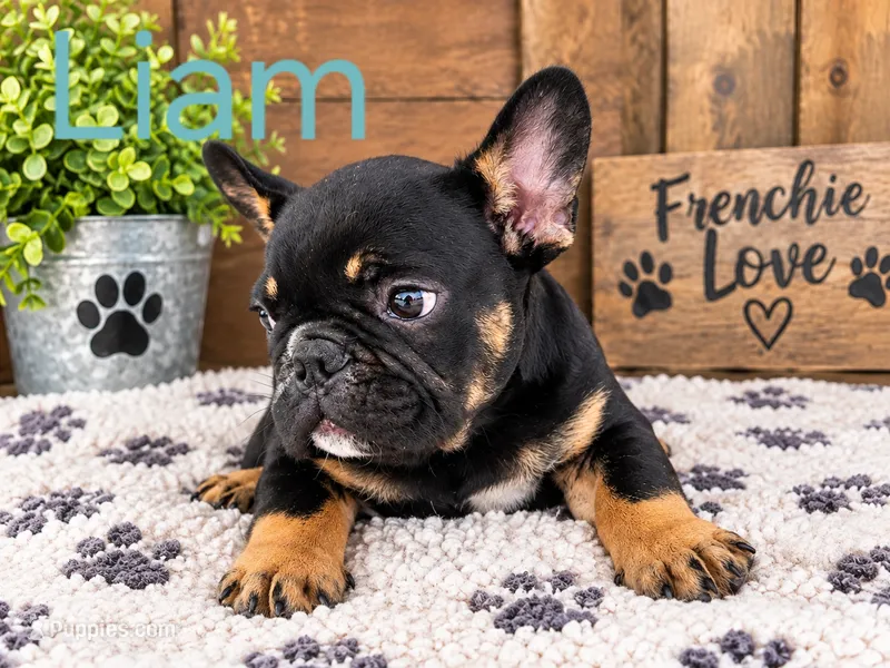 Liam  – French Bulldog puppy for sale in Harlan, IN