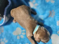 Nolan , a male Goldendoodle for sale in Harlan, IN – 5 of 5