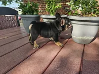 Liam , a male French Bulldog for sale in Harlan, IN – 4 of 7