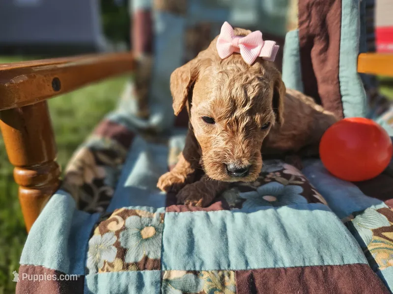 Nicole  – Goldendoodle puppy for sale in Harlan, IN