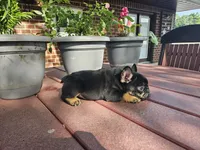 Liam , a male French Bulldog for sale in Harlan, IN – 7 of 7