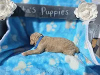 Niles, a male Goldendoodle for sale in Harlan, IN – 3 of 5