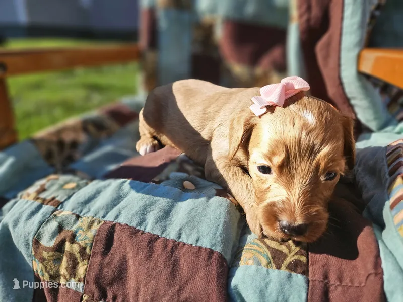 Natalie  – Goldendoodle puppy for sale in Harlan, IN