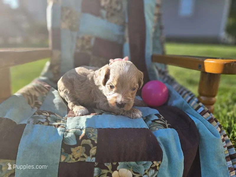 Nayvee  – Goldendoodle puppy for sale in Harlan, IN
