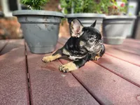 Lacy, a female French Bulldog for sale in Harlan, IN – 5 of 5
