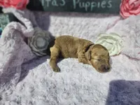 Nova, a female Goldendoodle for sale in Harlan, IN – 3 of 6