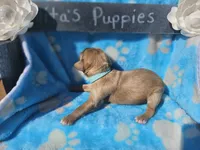 Nolan , a male Goldendoodle for sale in Harlan, IN – 4 of 5