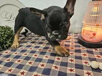 Liam , a male French Bulldog for sale in Harlan, IN – 10 of 10